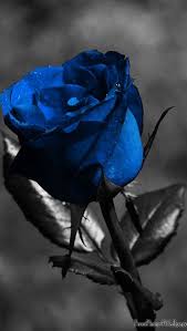 3d Blue Rose Blue Rose Tattoos Blue Roses Black Rose Meaning