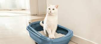 Mein freund meinte, vielleicht traut bailey sich nicht raus. Katze Pinkelt Uberall Hin Infos Fressnapf