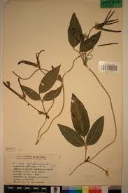 Image result for Vigna reticulata