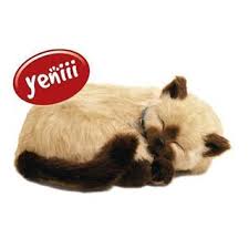 Perfect Petzz Siyam Yavru Kediler Kedi Ve Evlat Edinme