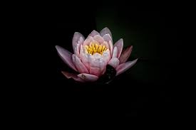 100 Lotus Flower Pictures Download Free Images On Unsplash Presenting phool gulab ka full lyrical video song in the voice of anuradha paudwal, mohd. 100 lotus flower pictures download