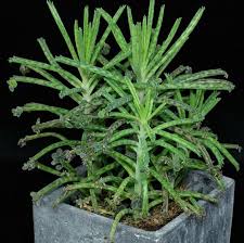 Maybe you would like to learn more about one of these? Harga Tanaman Cocor Bebek Yang Cocok Untuk Tanaman Hias Rumah
