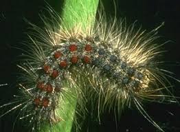 In addition, female agm are active flyers that can be capable, in some cases, of flying up to 25 miles (40 km). File Gypsy Moth Larva Jpg Wikipedia