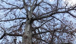 Pulling out the seedlings by hand is an option, as is frequent. Wet Weather Contributes To Decline In Virginia S Oak Tree Population Vtx Virginia Tech