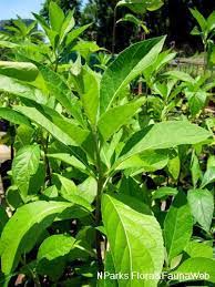 Image result for Vernonia amygdalina