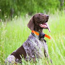 Image result for německý ohař drátosrstý stavba těla