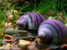 Apfelschnecken Mystery Schnecken Apfelschnecken Mystery Schnecken Aquarium Schnecken Schnecken Aquarienfische