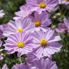Cosmos Flower In Marathi Best Flower Wallpaper