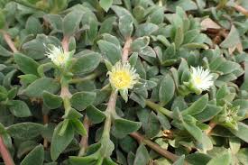 Image result for Delosperma tradescantioides