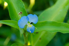 Image result for Commelina congesta
