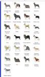 Top 10 Herding Dog Breeds - List with Pictures