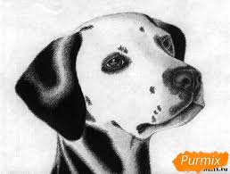 pin na doske kak risovat zhivotnyh