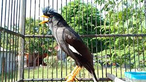 Suara burung jalak kerbau ngoceh | pancingan jalak kebo mp3 duration 5:13 size 11.94 mb / cemplon 25 1. Burung Jalak Kebo Lampung