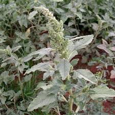 Image result for Amaranthus praetermissus