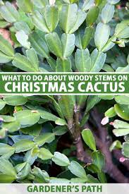 Learn all about repotting christmas cactus i'll also tell you why how and when to do it, and the best potting soil for repotting christmas cactus. Why Your Christmas Cactus Has Woody Stems Gardener S Path