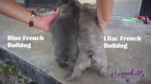 Find a lilac french bulldog on gumtree, the #1 site for dogs & puppies for sale classifieds ads in the uk. Good Morning French Bulldog Puppies Lilac And Blue Frenchies Youtube