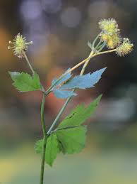 Image result for Sanicula