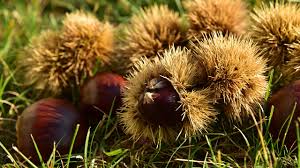 Sind Kastanien Essbar So Unterscheiden Sich Edelkastanie Und Rosskastanie Oko Test