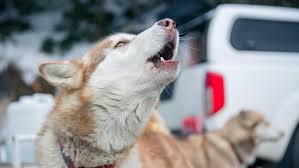 Sled Dogs Take To The Snow At Mt Buller Australian Animals Dogs Animal Shelter