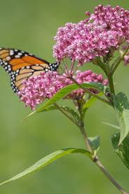 Red Milkweed Asclepias Incarnata Prairie Nursery Native Plants Asclepias Incarnata Asclepias Native Plants
