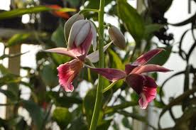 Image result for Bulbophyllum humblotii