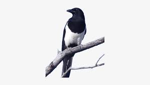 Magpies are also found widely in the northern areas of pakistan, especially baltistan. Bird Gard Electronic Bird Repellent Magpies Magpie Bird Transparent Png 322x398 Free Download On Nicepng