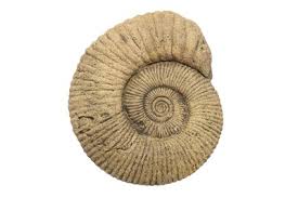 One of the most collectible and a powerful earth healing fossil is loved by healers and wearers alike. Lot 19 A Large Ammonite Fossil Likely To Have
