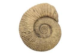 The film is loosely inspired by the life of british palaeontologist mary anning, played by kate winslet. Lot 19 A Large Ammonite Fossil Likely To Have