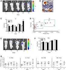 Bone marrow makes these types of blood cells:red blood cells carry oxygen to all parts of the body.white blood cells help the body fight infection and disease.platelets help the blood clot and control bleeding. Role Of Megakaryocytes In Breast Cancer Metastasis To Bone Cancer Research