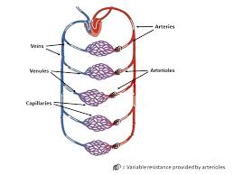 Based on their structure and function, blood vessels are classified as either arteries, capillaries, or veins. Topic 6