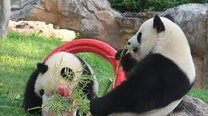 Les bébés pandas naissent aveugles, tout roses et le petit yuan meng est pour le moment toujours confiné dans un enclos intérieur avec sa mère. Loir Et Cher A 2 Ans Yuan Meng Le Panda Ne Au Zoo De Beauval Suscite Toujours L Admiration