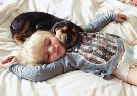 Resultado de imagem para fotos lindas de animais