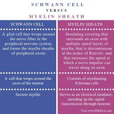 What Is The Difference Between Schwann Cell And Myelin Sheath Pediaa Com In 2020 Peripheral Nervous System Cell Nerve Fiber
