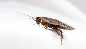 Preventive pest offers pest control, termite inspection and bed bug exterminator services in phoenix. Cockroach Pest Control Phoenix Metro Area