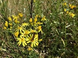 Wer viel energie und zeit aufgebracht hat, um seine rasenfläche im garten auf englisches niveau zu bringen, wird sie verfluchen: Kaninchen Aus Dem Garten Vertreiben Nachgeharkt