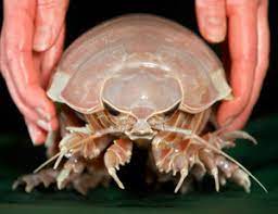 You also probably know them as pill bugs, woodlice, doodlebugs, armadillo bugs, or potato bugs. Woodlice And Slugs On Cucumbers Measures To Combat The Greenhouse