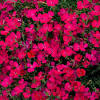 Tiny rubies dwarf mat pinks is recommended for the following landscape applications Https Encrypted Tbn0 Gstatic Com Images Q Tbn And9gcqd7fe2 Oavvoet8yx8g I09jfkrdwhqtd 3bdslq8 Usqp Cau