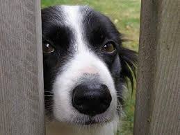 Border Collie Dog Breed Pictures 2 Border Collie Dog Border Collie Collie