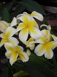 Plumeria Rare Sunbeam Glow Two 6 Inch Tree Cuttings Soft White Petals With Yellow Center Plumeria Tree Plumeria Plant Seedlings