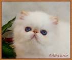 Flame Point Male Persian $900 - Exotic Shorthairs and ...