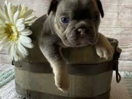 We are located just a few minutes south of ft worth texas in the joshua. 9 Best French Bulldog Breeders In Texas 2021 We Love Doodles