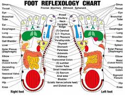 Sinus Foot Reflexology Chart Sinus Frontal Maxillary Ethmoid