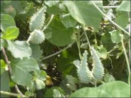 Image result for Pergularia daemia