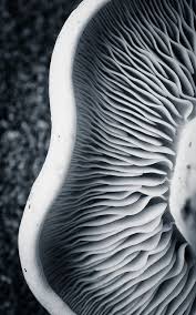 Abstract Black And White Macro Photography Pin On Pattern In Nature