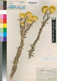 Image result for Helichrysum aureum