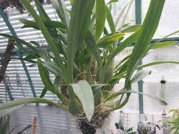 Image result for Ozoroa gomesiana