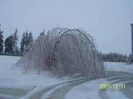 Maybe you would like to learn more about one of these? Austree Hybrid Willow Windbreak Trees