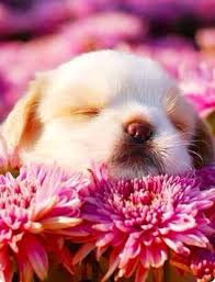 Check spelling or type a new query. Cute Sleepy Puppy With Flowers Www Facebook Com Simplybeautifulnature Cute Animals Animals Beautiful Cute Dogs