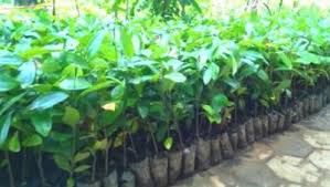 Contoh teks gambar ilustrasi kelinci tema 1subtema 1 contoh soal teks cerita fabel kelas vii pelajaran bahasa contoh descript ilustrasi gambar kelinci. 6 Tahapan Budidaya Tanaman Obat Dari Awal Sampai Masa Panen