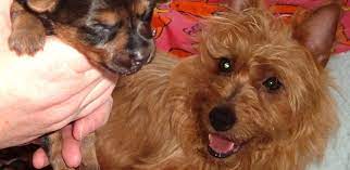We guarantee lowest uk prices and offer rapid delivery on a huge range of dog and cat products. May June 2011 Issue United Kingdom Australian Terrier International